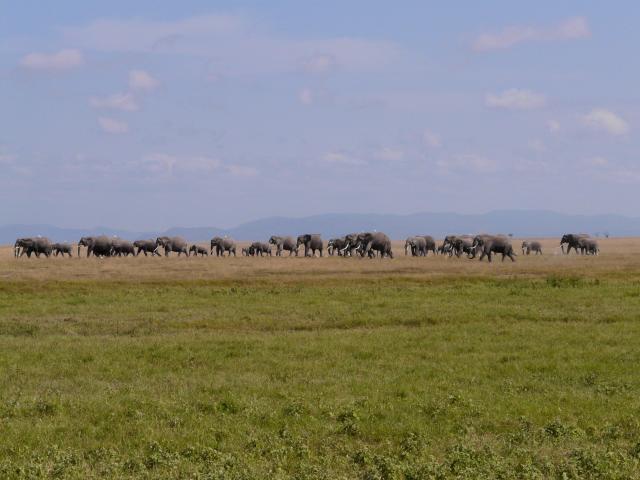 Kenia Elefanten östliches Afrika Safari Elefantenherde