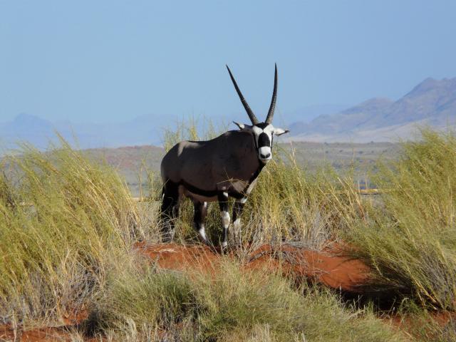 Südliches Afrika Campingreisen Oryx Namibwüste Namib Gemsbok