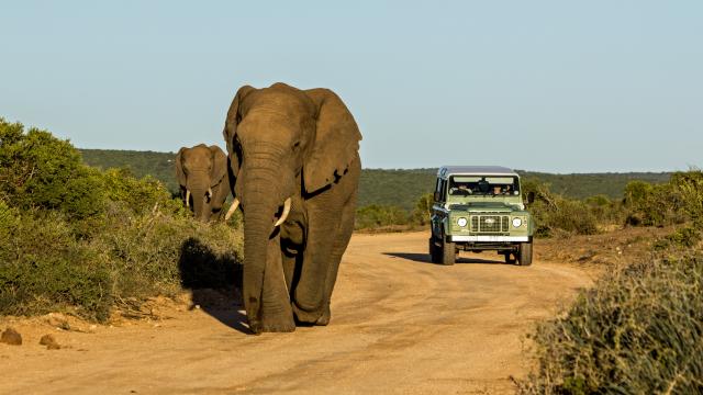 Mietwagenreisen südliches Afrika Addo Nationalpark Selbstfahrer Elefant Südafrika