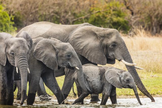 Südliches Afrika Privatsafaris Elefanten Malawi 