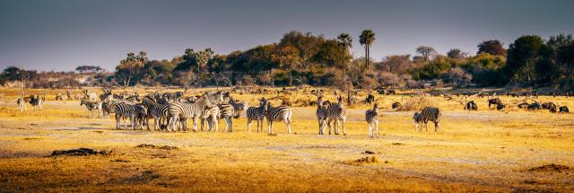 Deutschsprachige Reisen südliches Afrika Botswana Zebras