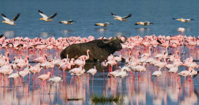 Lake Nakuru Flamingos Kenia Flugsafaris östliches Afrika