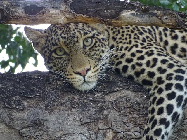 Botswana Südliches Afrika Leopard im Baum Rundreisen Botsuana