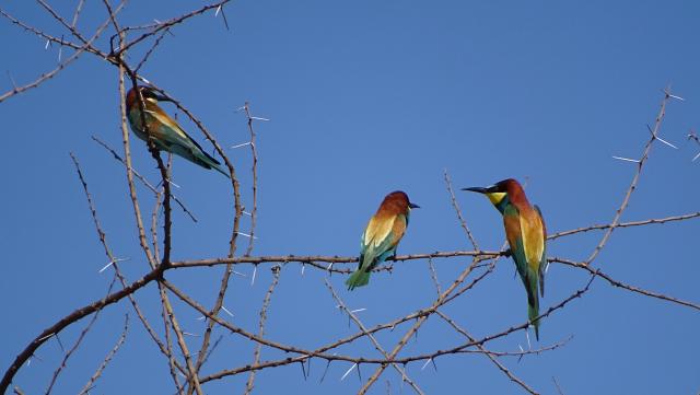 Tansania Deutschsprachige Reisen Ostafrika Vögel beeeater