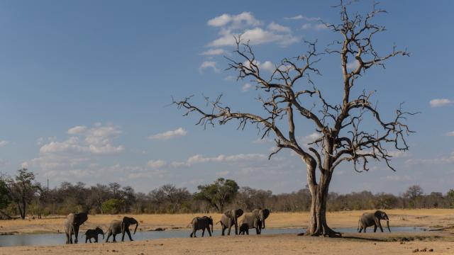 Simbabwe Flugsafaris Südliches Afrika Elefanten Herde Wildtiere Safari