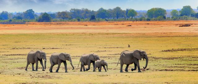 Elefanten Herde Sambia Rundreisen Zambia geführte Reisen