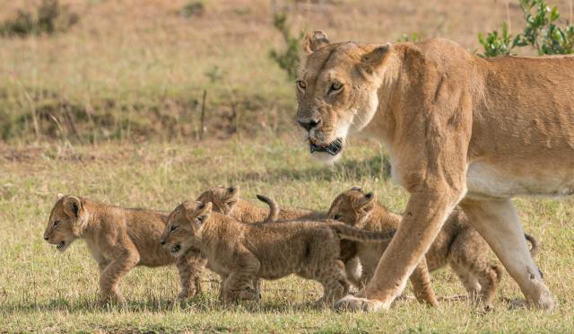 Kenia deutschsprachige Rundreisen Ostafrika Löwen Familie Jungtiere