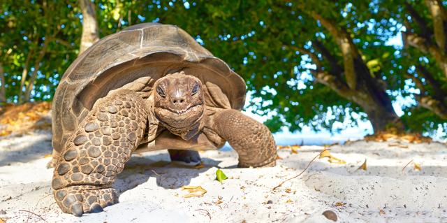 Seychellen Schildkröten Indischer Ozean Unterkünfte