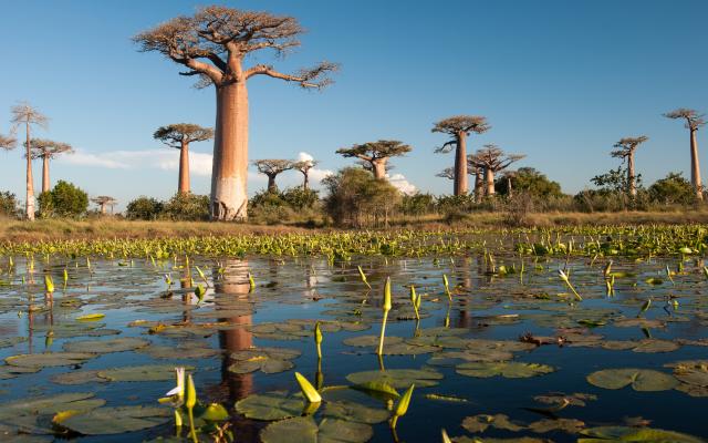 Madagaskar wie ein fremder Kontinent Baobab Bäume