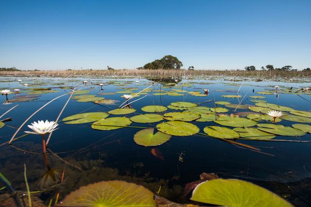 Botswana Seerosen Fluss-Kreuzfahrt Südliches Afrika