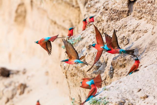 Sambia Flugsafaris Vögel Lecke Zambia Südliches Afrika