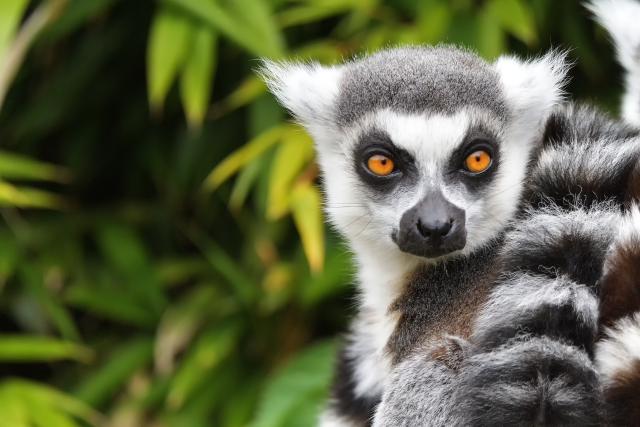 Madagaskar Reisen Indischer Ozean Katta Lemuren wie ein fremder Kontinent