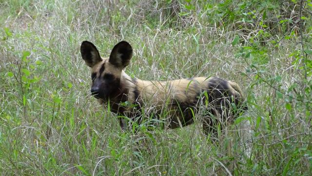 Angebotsanfrage Afrika Plus Reisen Südafrika Wildhund Safari