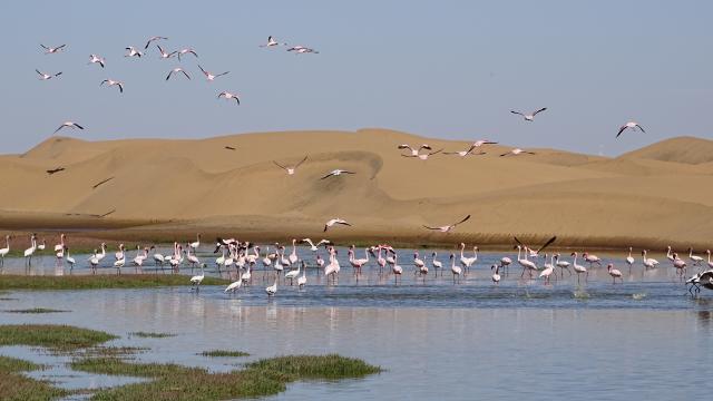 Südliches Afrika Namibia Sanddüne Flamingos