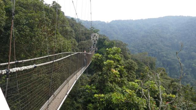 Ruanda Nyungwe Regenwald Canopy Walk Brücke Ostafrika