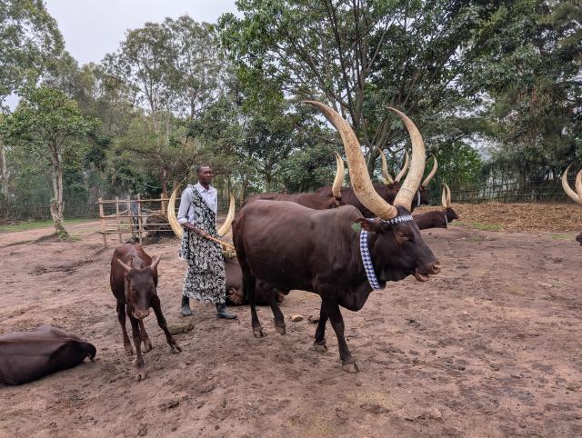 Ruanda Geschichte Watussi Rinder Ostafrika
