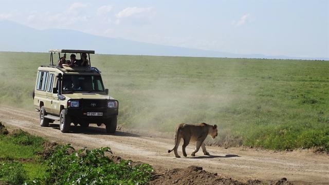 Tansania Reise planen Safari Löwe Serengeti