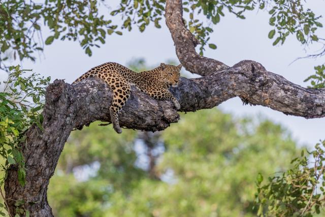 Afrika Plus Reisen Safari Leopard Sambia