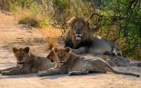 Honeyguide Ranger Camp - Löwen 