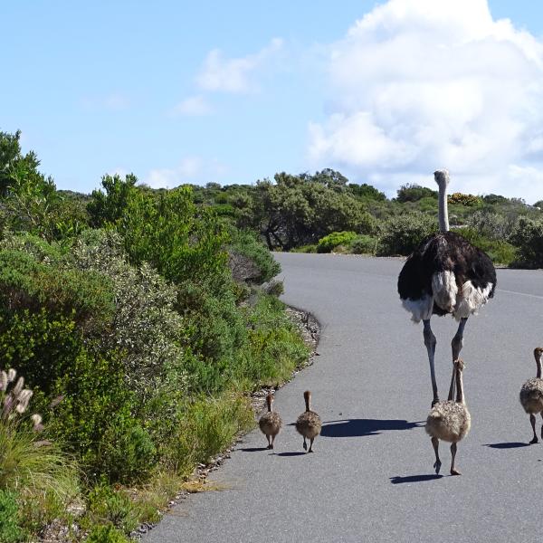 Südliches Afrika Familienreisen Reisen mit Kinder Strauße Südafrika