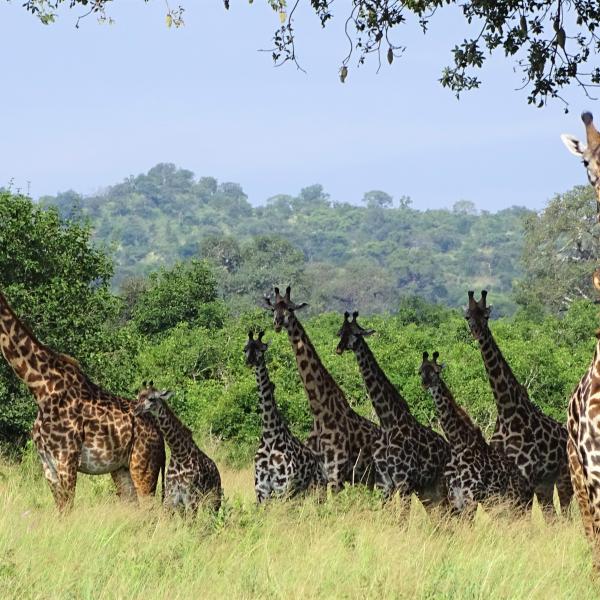 Tansania Flugsafari Tarangire Giraffen