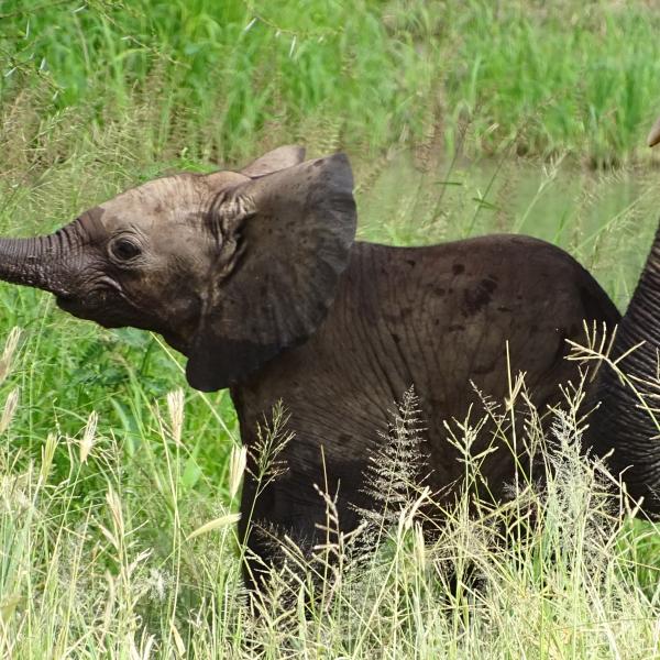 Kleingruppenreisen Östliches Afrika Elefantenbaby Deutschsprachig