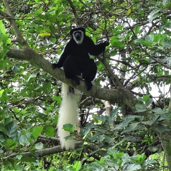 Tansania Deutschsprachige Reisen Colobusaffe Arusha