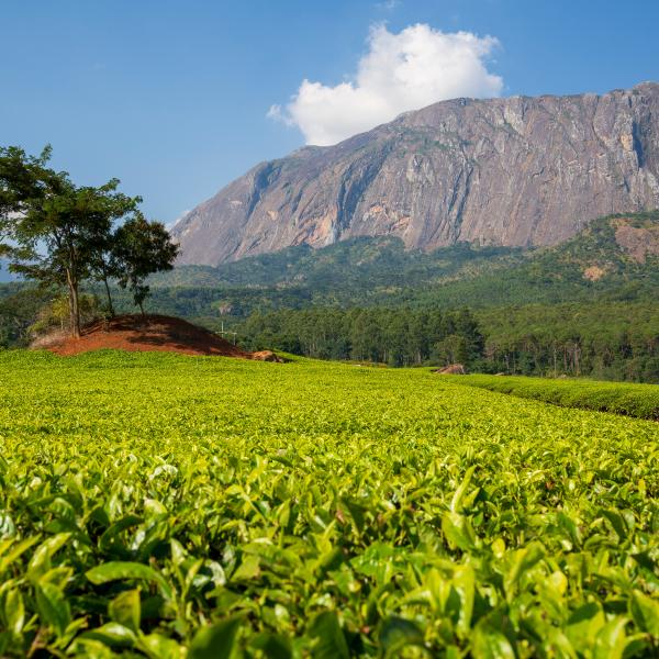 Malawi Afrika Berglandschaft