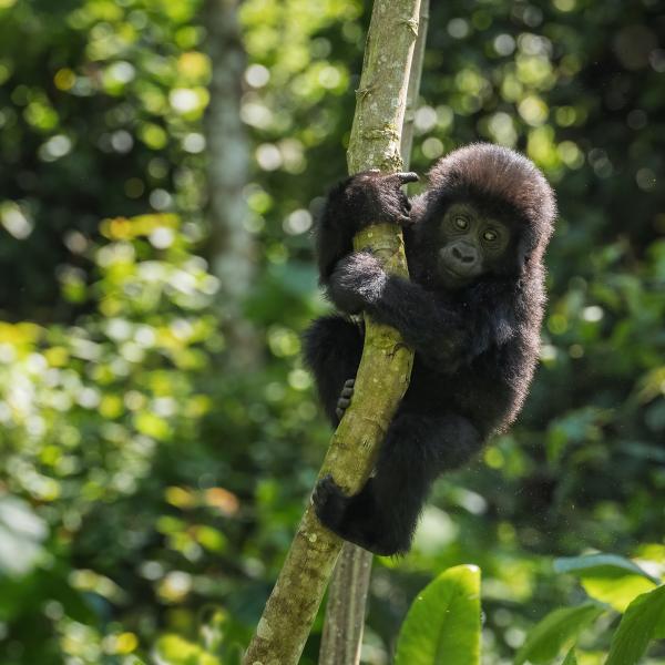 Uganda Ruanda Berggorillas 