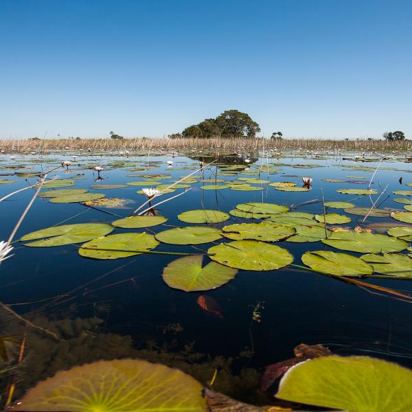 Botsuana Okavango Delta Botswana Seerosen