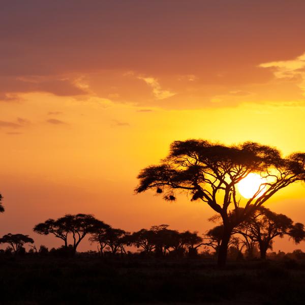 Kenia Ostafrika Sundowner Savanne