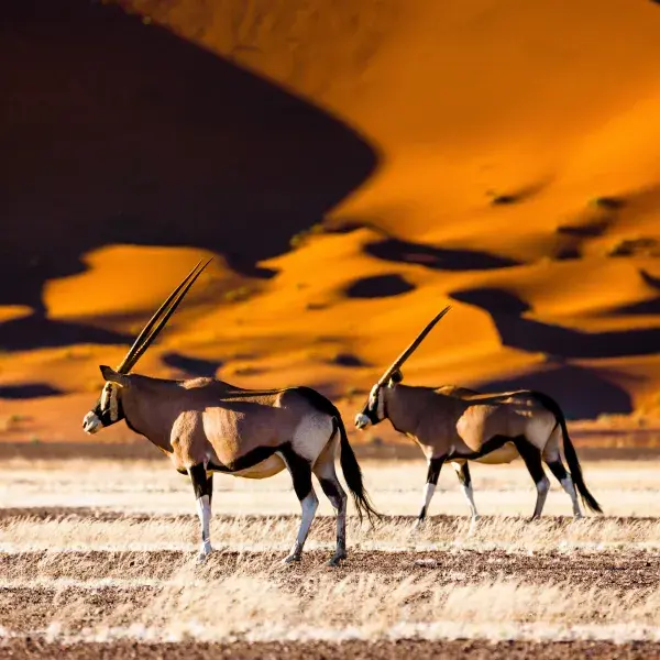 Namibia Sossusvlei Oryx Afrika Reisen
