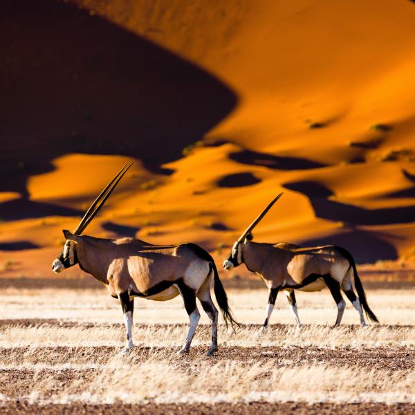 Namibia Sossusvlei Oryx Afrika Reisen