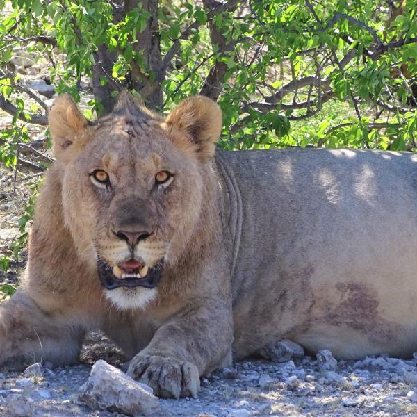 Länderkombinationen Namibia südliches Afrika Löwin Löwe Etosha Nationalpark