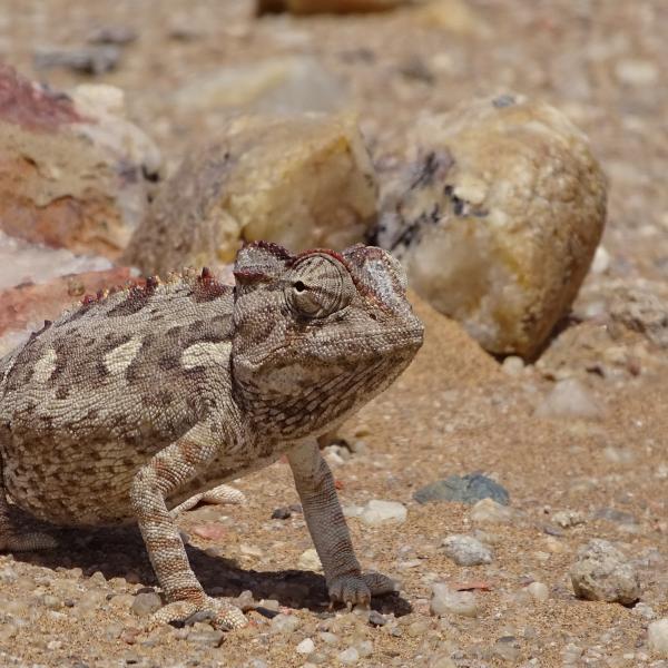 Namibia Ausflüge Wüste Chamäleon Little 5 Dorob Namib