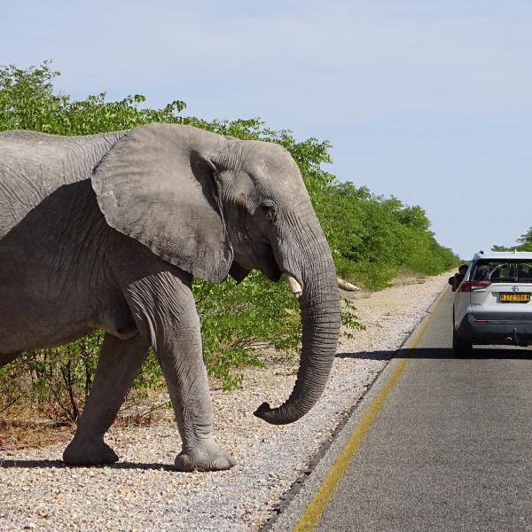 Mietwagenreisen Namibia Etosha Nationalpark Straße Elefant Auto