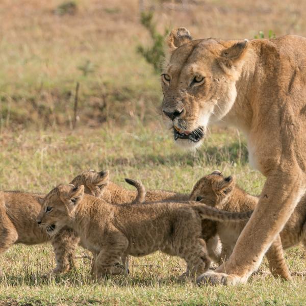 Kenia Löwen deutschsprachige reisen Gruppenreisen geführt