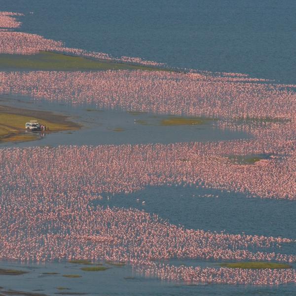 Kenia aus der Luft Lake Nakuru Flamingos Flugsafari