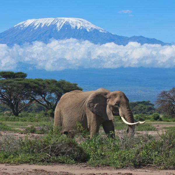 Kenia Elefant Amboseli Nationalpark Kilimanjaro 