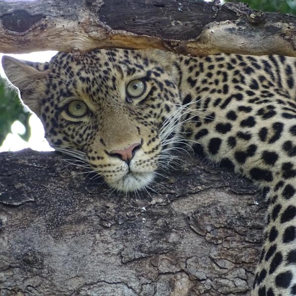 Botswana Leopard Baum Südliches Afrika Rundreisen