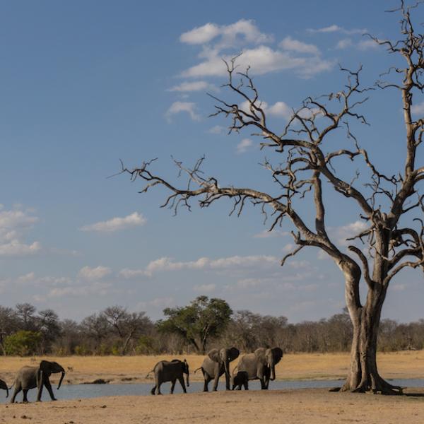 Simbabwe Elefanten Riesen Baum Südliches Afrika Länderkombinationen