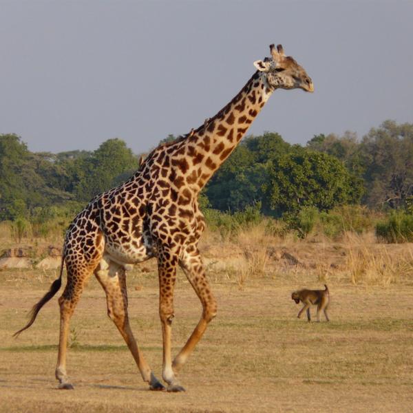 Sambia Giraffe Rundreisen südliches Afrika Zambia Safari Ausflüge