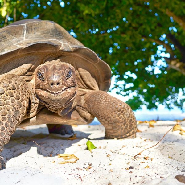 Seychellen Schildkröten Indischer Ozean Unterkünfte