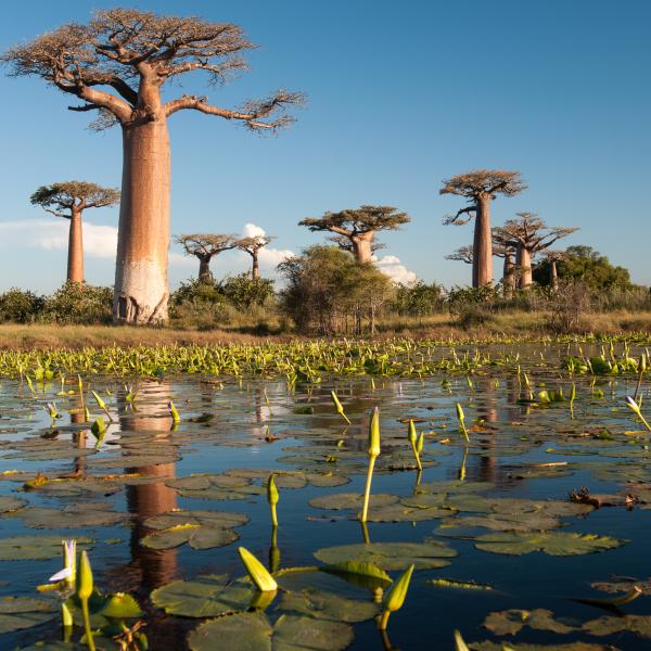 Madagaskar wie ein fremder Kontinent Baobab Affenbrot Bäume