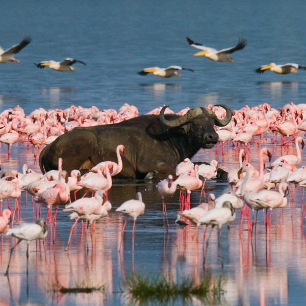 Kenia Lake Nakuru Flamingos östliches Afrika