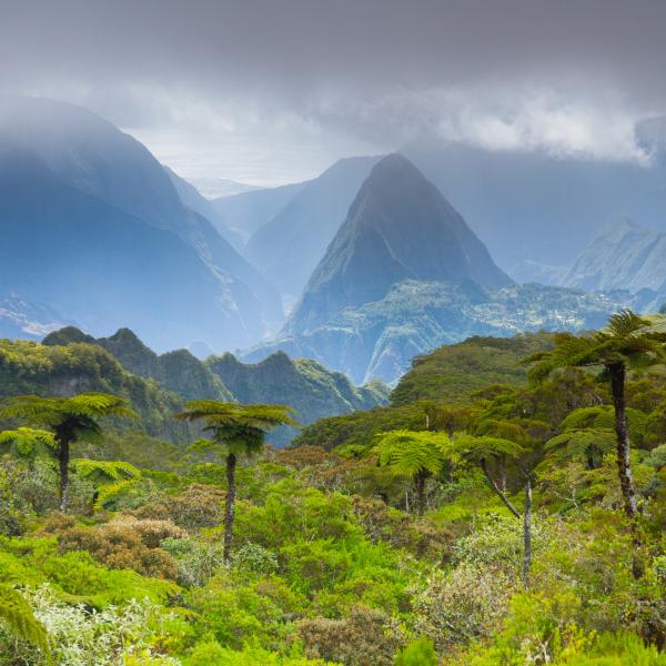 La Reunion Berge Wetter Baumfarn Mietwagenreisen