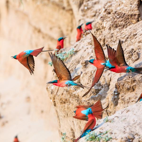 Flugsafaris Sambia Südliches Afrika Rundreisen Vögel Zambia