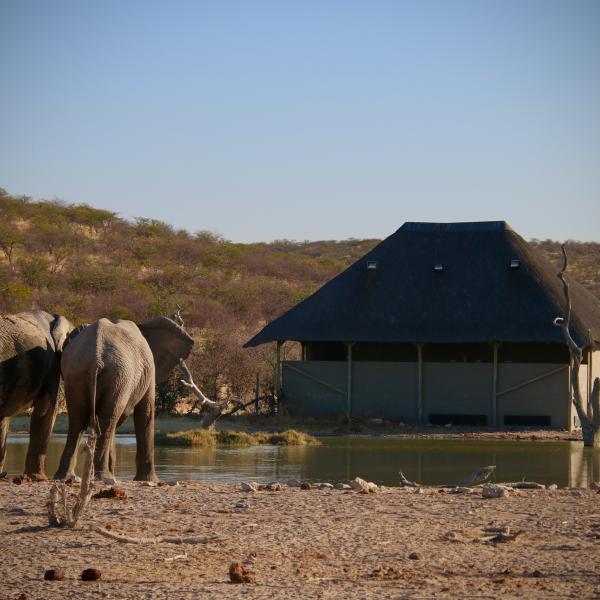 Safarihoek Lodge - Elefanten am Wasserloch