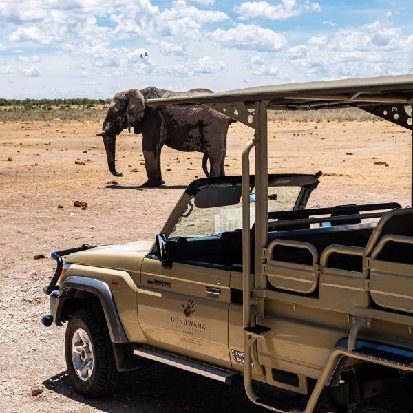 Etosha King Nehale - Pirschfahrt