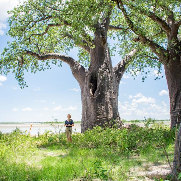 Nxai Pan Camp - Baines Baobabs